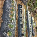 장계농장 이미지