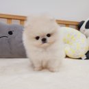 나눔펫 책임분양소 강아지분양 김포점 | 전문적인 플래너를 통해 케어하는 책임분양소 김포 강아지 무료분양 강아지무료분양