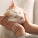 캣앤캣 고양이 병원 이미지