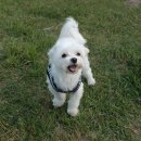 오수펫하우스 이미지