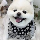 우리 애견 미용실 이미지