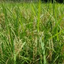 한농유기농 건강체험마을 이미지