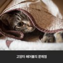 헤어인 하슬라