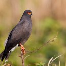 【우렁이솔개(Rostrhamus sociabilis)】 「주로 민물에 서식하는 우렁이류를 잡아먹기 때문에 붙인 이름」 이미지