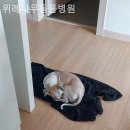 위례나무동물병원 | 경기광주 근처동물병원 위례나무동물병원 슬개골보호대