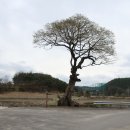 솔숲갈래길 이미지