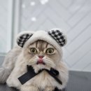 잔다냥 이미지