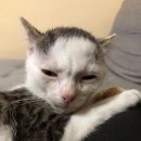 meow meow 이미지