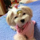 이쁜 똥강아지 이미지