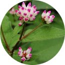 고마리(주) 이미지