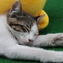 고양이 별 이미지