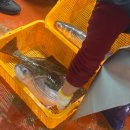 돌고래회식당 | 강서수산시장 맛있는 횟집 쌍둥이벌교 모듬회와 돌고래식당 상차림 후기