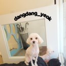 애견미용실 이미지