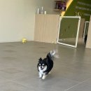 멍글하우스 | [평택애견미용] 미모 폭발한 6mm 컷! 멍풀하우스에서 반려견 미용했어요 🐶💇🏻‍♀️