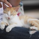 행복한고양이 이미지