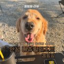 안성 내츄럴리조트 | 경기도 애견동반 캠핑장 추천 안성 내츄럴리조트 캠핑장 (애견전용, 울타리 있는 운동장, 수영장)
