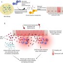 Gut microbiome and cellular senescence .. aging and disease 이미지