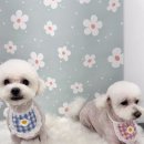 스마일댕댕 이미지