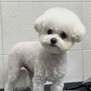 애플동물병원 | 과잉진료 없는 진천동동물병원 애플동물병원 | 4년째 다니는 중