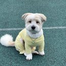 왕왕애견샵 이미지