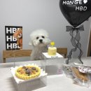 조잇펫 | 반려견 생일파티 | 케이크·간식·파티 용품 내돈내산 추천