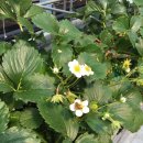 부창농장 이미지