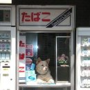 오시개 이미지