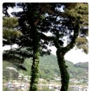 유양식선생묘 | 유양식 선생 묘,,09.5.10,답사,