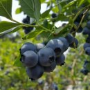 용흥농장 이미지