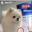 디얼독 이미지