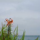 참나리 Lilium lancifolium Thunb. 이미지