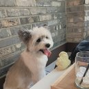 강아지공간 이미지