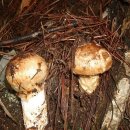 송이마트 이미지