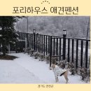 포리애견 이미지