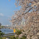 길따라 | 성동구 송정벚꽃길 벚꽃축제 후기 2026, 중랑천 따라 걷는 봄 산책 코스
