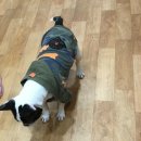 나밍밍 강아지네 이미지