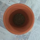 환경교육사 3급 자격과정 맛보기 | 공기정화식물 스파티필름