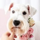 다양하개 이미지