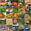 버팀목농원 | 회원제 제주감귤농장 약선농원에서 2020년도 가족회원을 모십니다.