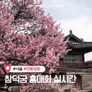 11650-16-109-4 | 창덕궁 홍매화 실시간 개화현황 성정각 낙선재 창덕궁 매화 위치 후기(26.04.01.)