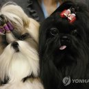 인 이미지