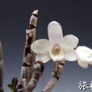 명신라사
