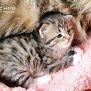 슈네발렌 이미지