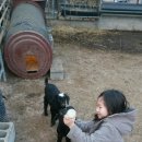 아기염소 이미지