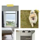 강릉댕댕이애견펜션블루 이미지