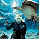 아쿠아리움 이미지