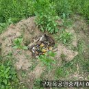 주머니 밭의 발전.... 수박 수직 키우기.... 이미지