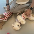 댕스티니 이미지