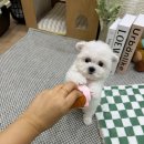 샵블리스 이미지