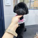 피움동물병원 이미지